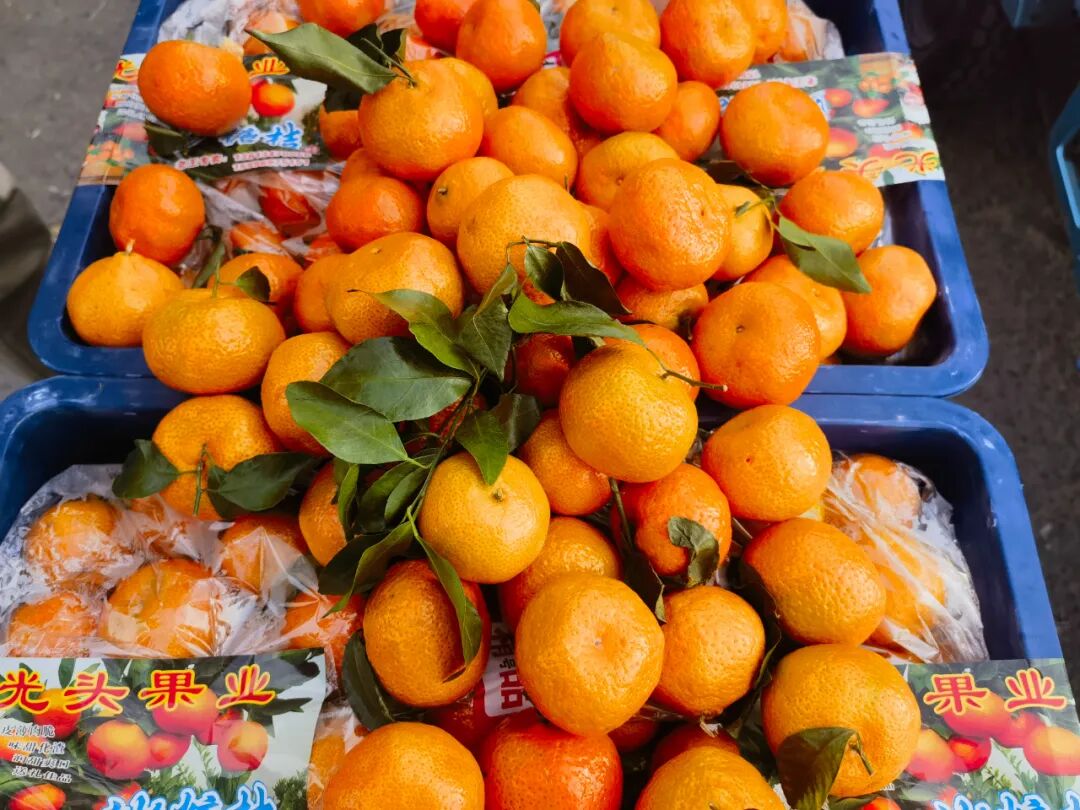 “全网都在催”的广西沙糖桔已上市，快来尝鲜