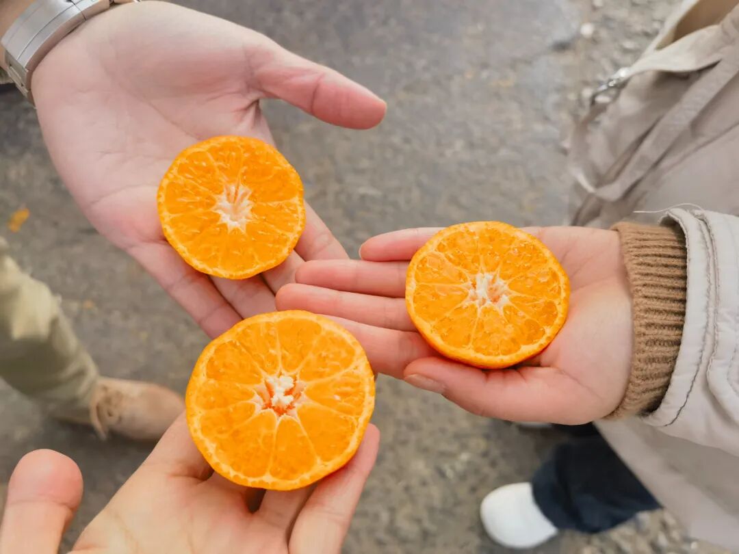 “全网都在催”的广西沙糖桔已上市，快来尝鲜