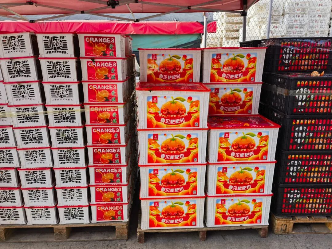 冬日柑橘季，谁是你的心头好