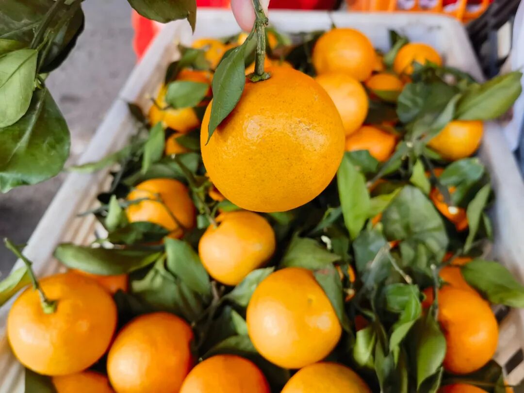 冬日柑橘季，谁是你的心头好