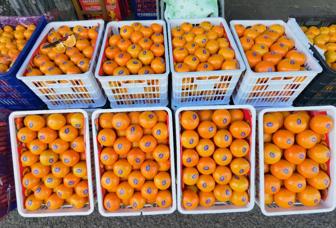 冬日柑橘季，谁是你的心头好