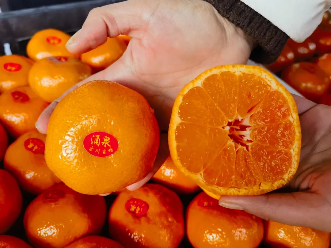 冬日柑橘季，谁是你的心头好