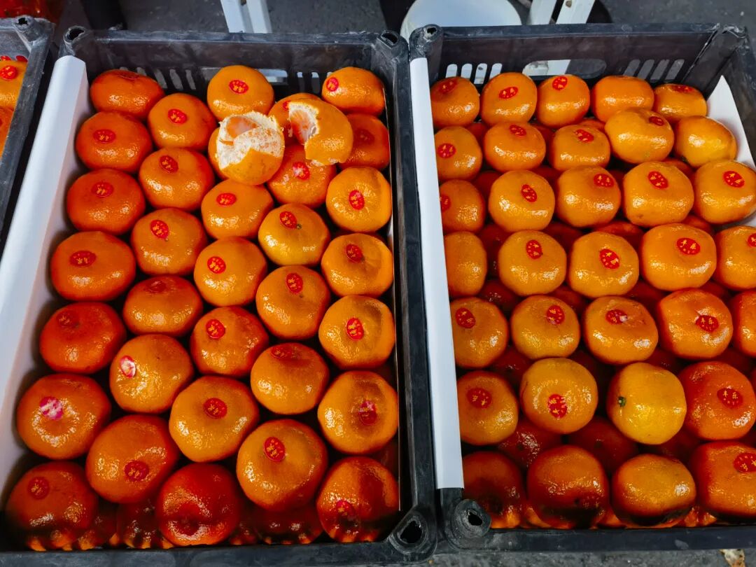 冬日柑橘季，谁是你的心头好