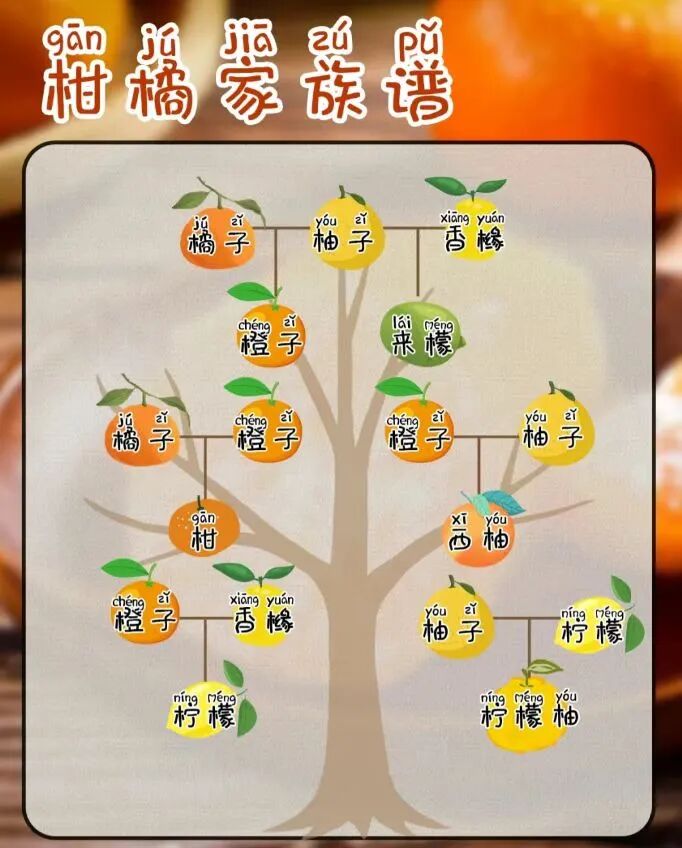 冬日柑橘季，谁是你的心头好