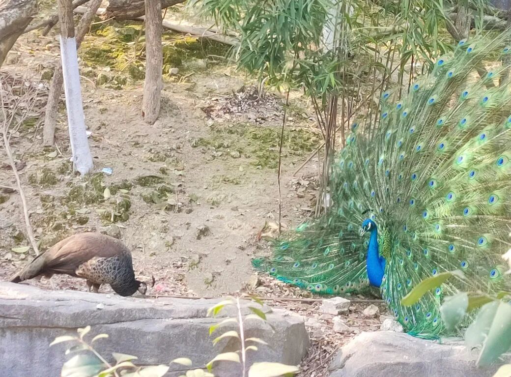 听说现在流行逛动物园？热度堪比迪士尼