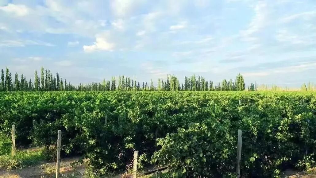 吐鲁番创业项目网_28商机网创业项目_中国店网创业项目