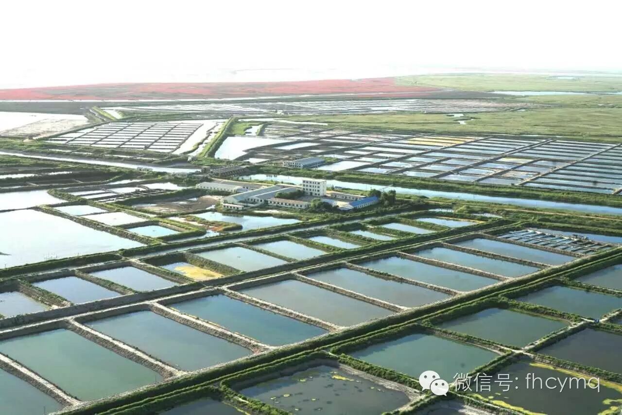 大闸蟹上市,在新塘如何免费吃到好吃的大闸蟹?