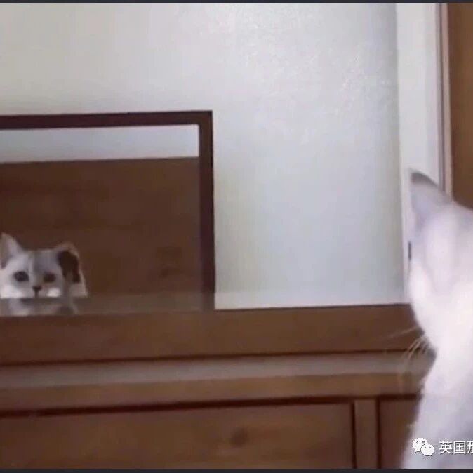 猫咪第一次发现自己的尖耳朵，这发懵的小表情，好可爱啊