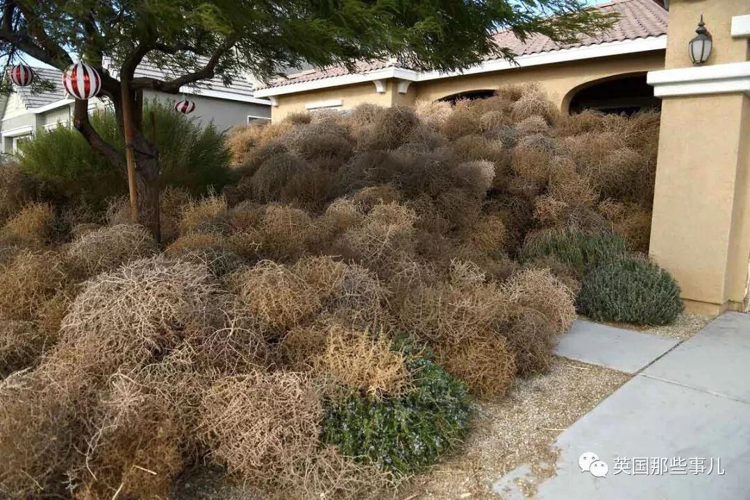 一阵妖风，被群长刺生物堵死！这小城居民经历了一场真实的恐怖片  - 14