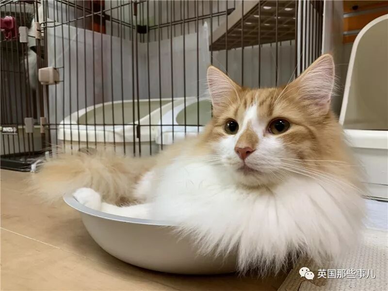 喵星人吹太多空调 忘记换毛 这不是夏天该有的胖样子吧 英国那些事儿微信公众号文章