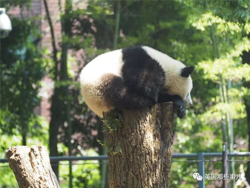 身為最速捕食者 你表情腫麼可以這麼隨性 恩 獵豹童鞋 英國那些事兒 微文庫