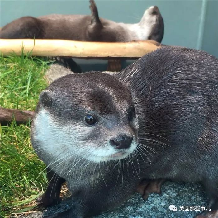 身為最速捕食者 你表情腫麼可以這麼隨性 恩 獵豹童鞋 英國那些事兒 微文庫