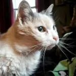 22岁猫猫熬走不靠谱前主人，找到有爱新家，已经快28岁了！