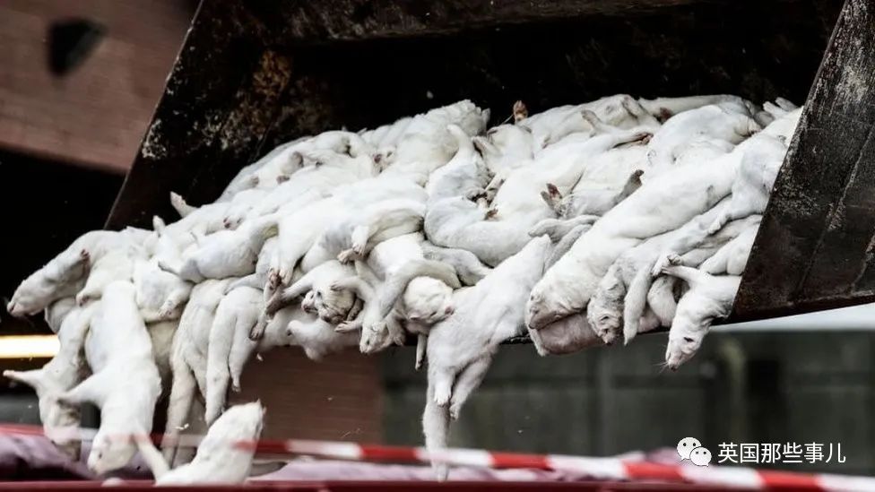 丹麦去年杀光全国水貂，如今又要把13000吨尸体挖出来？这…？！