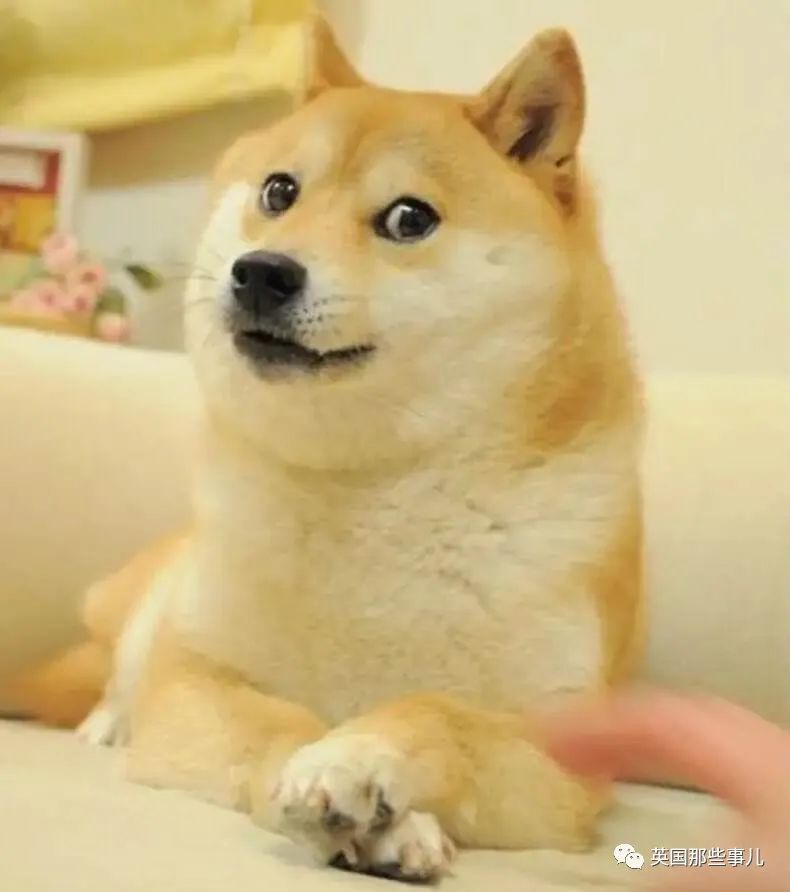 柴犬Doge表情包原型狗病危！ 上个月刚满17岁，全世界的网友都在祈祷……