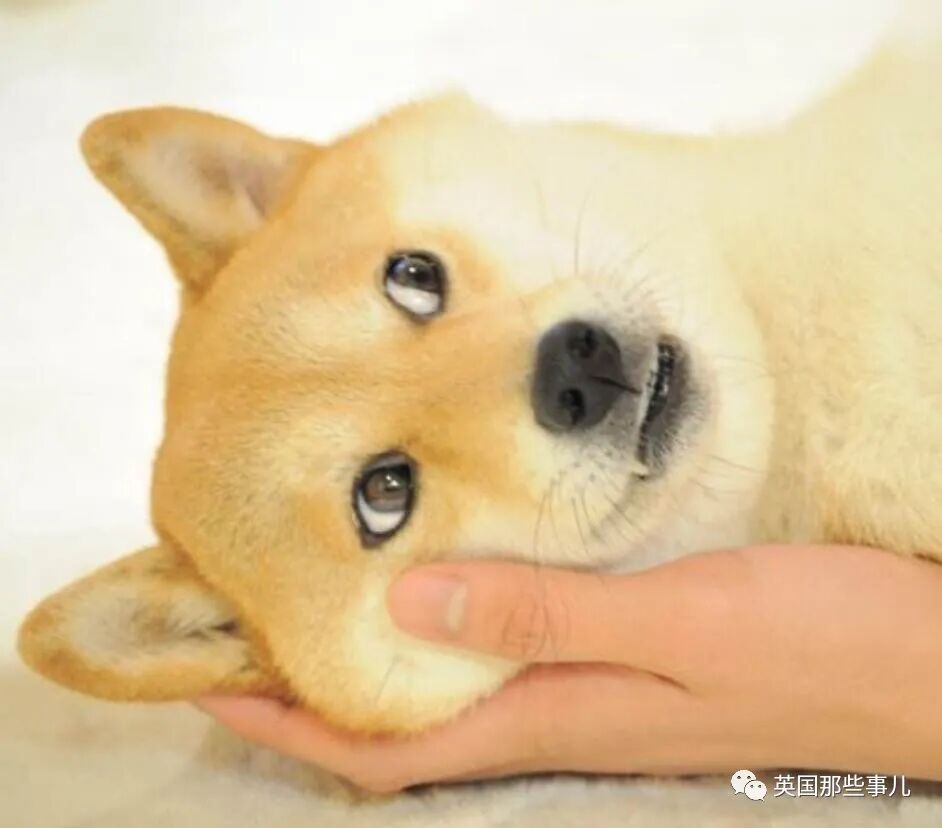 柴犬doge表情包的原型狗狗病危!