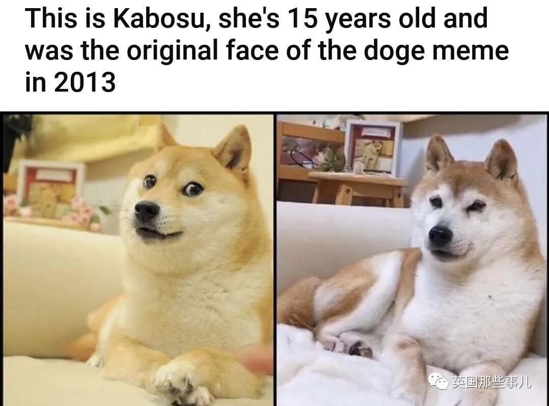 柴犬Doge表情包的原型狗狗病危！上月刚满17岁，全球网友都在祈祷… | 新西兰中文先驱网