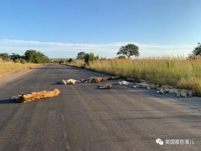 8隻獅子躺在馬路上睡大覺！人類被圈養，有些動物撒得更歡了~ 旅遊 第2張