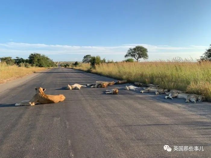 8隻獅子躺在馬路上睡大覺！人類被圈養，有些動物撒得更歡了~ 旅遊 第6張