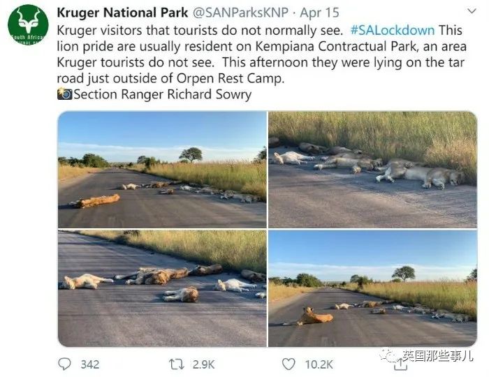 8隻獅子躺在馬路上睡大覺！人類被圈養，有些動物撒得更歡了~ 旅遊 第4張