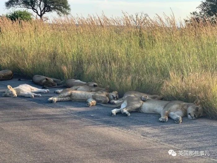 8隻獅子躺在馬路上睡大覺！人類被圈養，有些動物撒得更歡了~ 旅遊 第3張