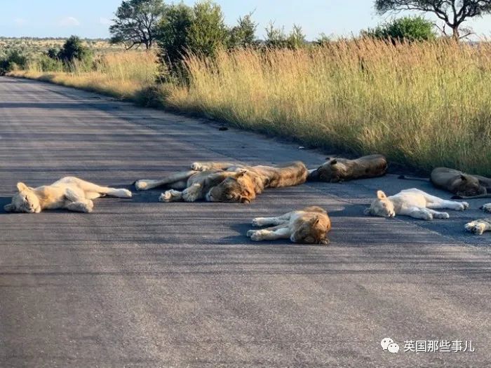 8隻獅子躺在馬路上睡大覺！人類被圈養，有些動物撒得更歡了~ 旅遊 第5張
