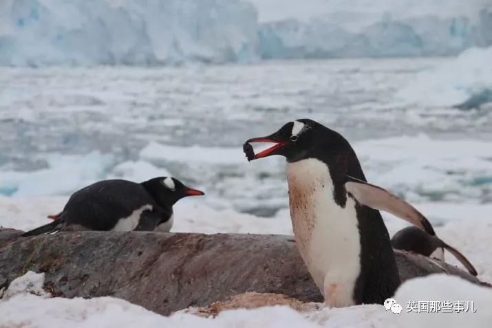 雄企鹅会叼漂亮的鹅卵石作为求婚礼物