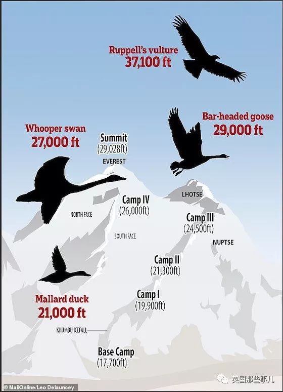 她养了19只斑头雁 终于搞懂它们穿越喜马拉雅这逆天的飞行能力 北美生活网