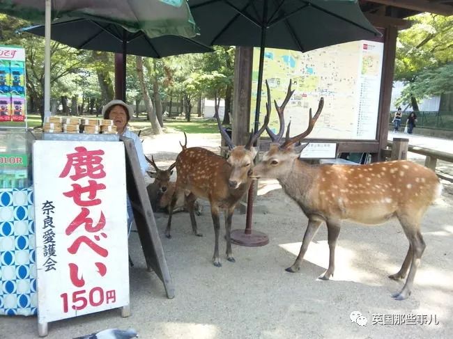被游客喂仙贝喂到撑的奈良小鹿 居然营养不良 我中新闻网