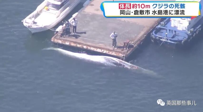 日本油轮船头挂着10米鲸鱼尸体驶入港口，网友评论简直没法看！ - 微 