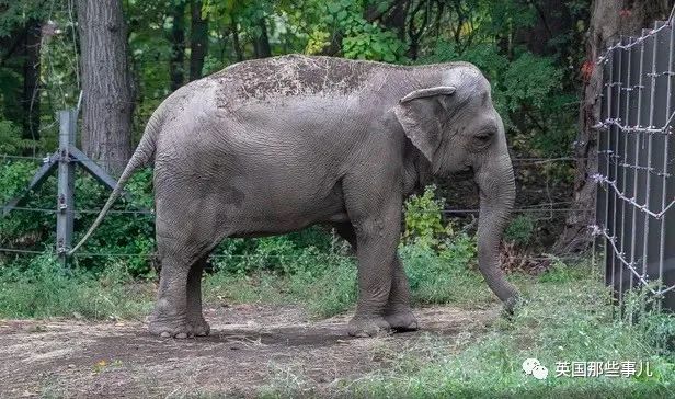 一只大象该不该有"人权"？动保组织与动物园，为此打了4年官司…