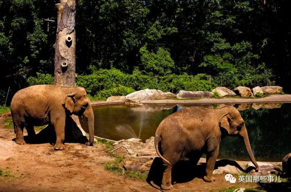 一只大象该不该有"人权"？动保组织与动物园，为此打了4年官司…
