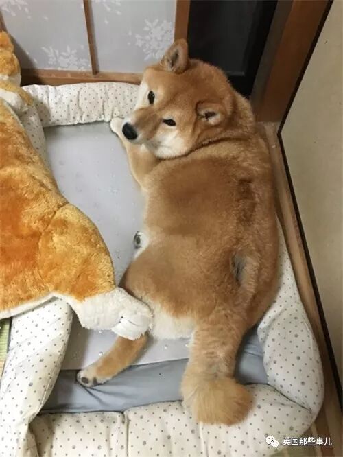 小動物冬天也會變肥 人家只是穿個貂兒 不像你們胖了就是真胖 英國那些事兒 微文庫