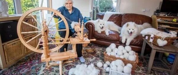 养萨摩疯狂掉毛，铲屎官干脆全部做成狗毛衣！比羊毛还舒服！