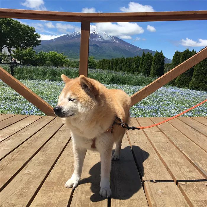 這隻柴犬自從被收養，就從精致五官，發展成了大餅臉啊啊啊啊 寵物 第48張