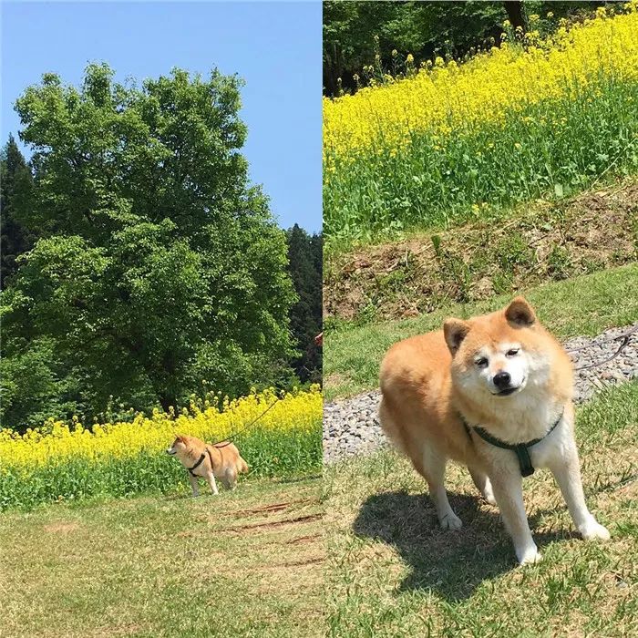 這隻柴犬自從被收養，就從精致五官，發展成了大餅臉啊啊啊啊 寵物 第38張