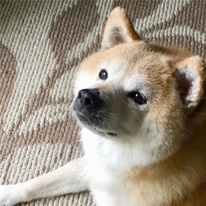 这只柴犬自从被收养 就从精致五官 发展成了大饼脸啊啊啊啊 北美生活网