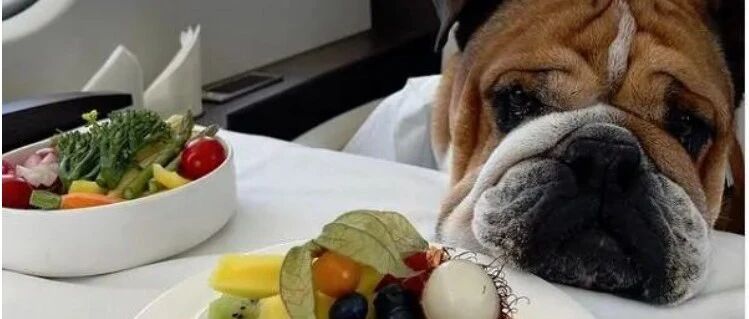 素食主义者养的宠物也得吃素？这真不算虐待动物吗？！