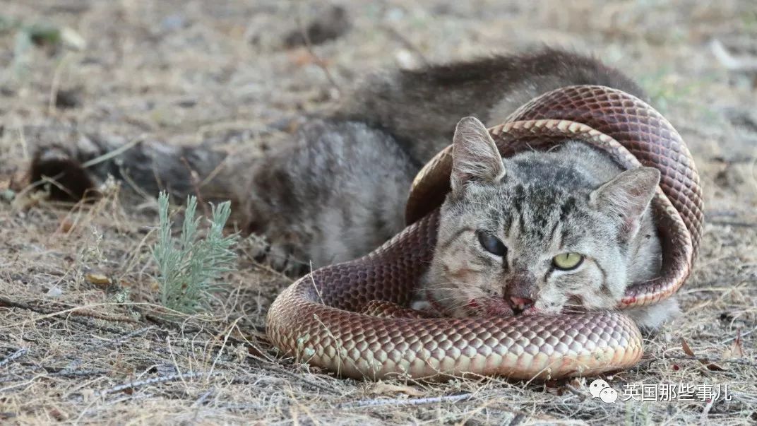 即便有时碰上狡猾凶狠的蛇,都可以是野猫的捕杀对象
