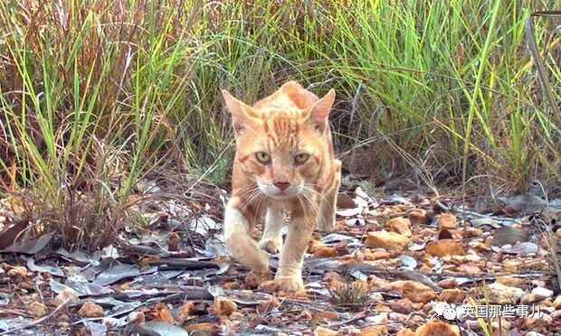 澳闻野猫战斗力爆棚管不住了澳洲要修全世界最长的防猫长城