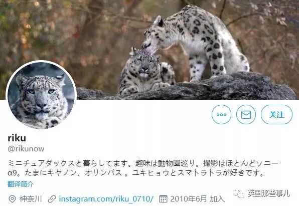 摄影师记录下雪豹母女有爱日常 毛茸茸大尾巴也太好吸了 英国那些事儿微信公众号文章