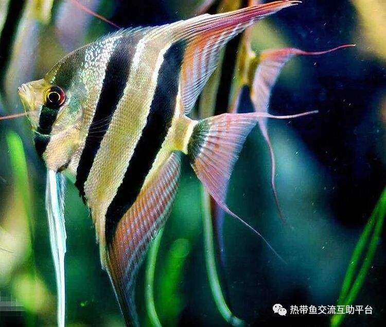燕鱼(海燕鱼干的营养价值及成效)_鱼类_星娱园