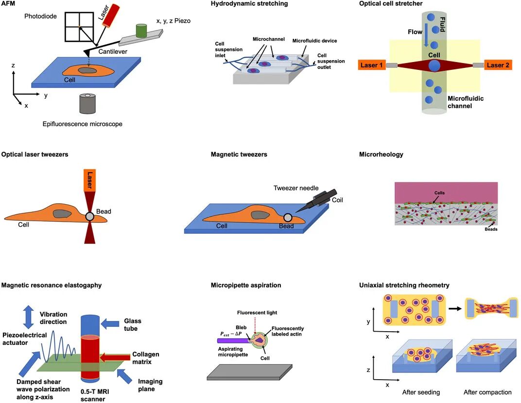 細(xì)胞粘彈性：從生物物理基礎(chǔ)到疾病標(biāo)志物的應(yīng)用