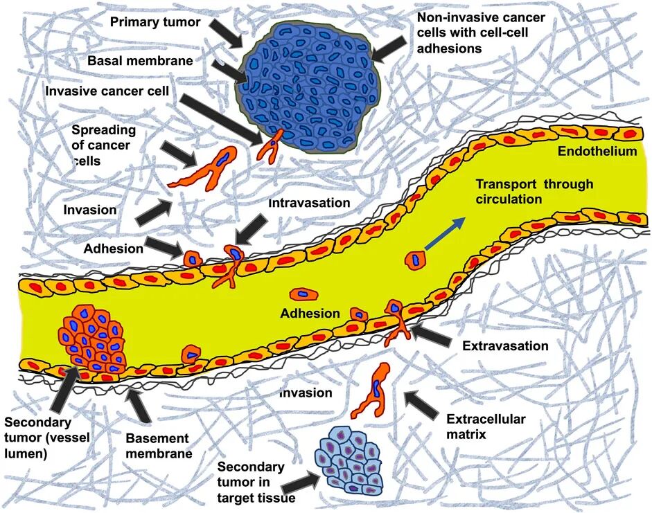 細(xì)胞粘彈性：從生物物理基礎(chǔ)到疾病標(biāo)志物的應(yīng)用
