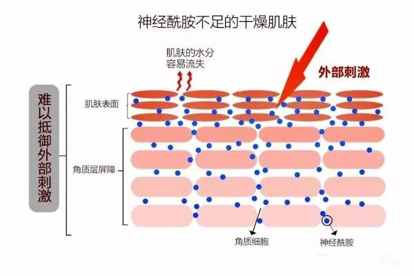 成分党丨神经酰胺是什么神仙成分啊 问题肌赶紧安排起来 西黛3a女人 微信公众号文章阅读 Wemp