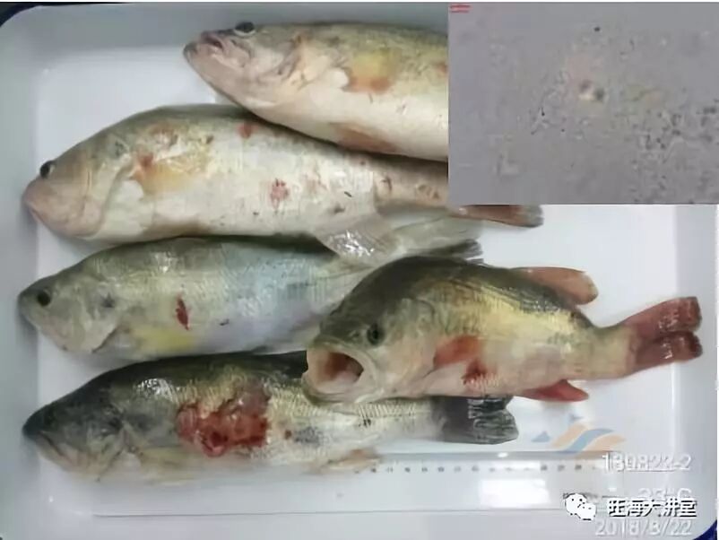警惕 临近上市 加州鲈新鱼诺卡氏菌病例暴增 附10种病害防治建议 加州鲈通 微信公众号文章阅读 Wemp