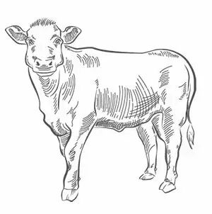 现如今,嘿牛为食客们奉上一锅锅诚意满满的跷脚牛煲.