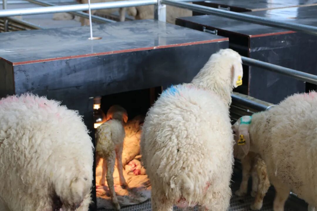 配方,"仅母羊营养配方就有3种,断奶前和断奶后的羊羔营养配方也不一样