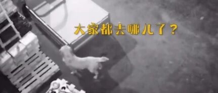 石家庄疫情期间，主人隔离来不及带狗狗回家，狗狗独自徘徊在货站…