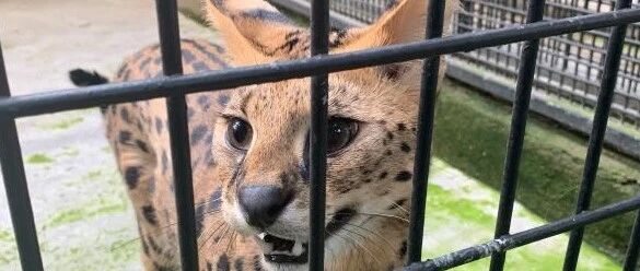 他花5万元买猫炫耀却被刑拘，原来是因为…